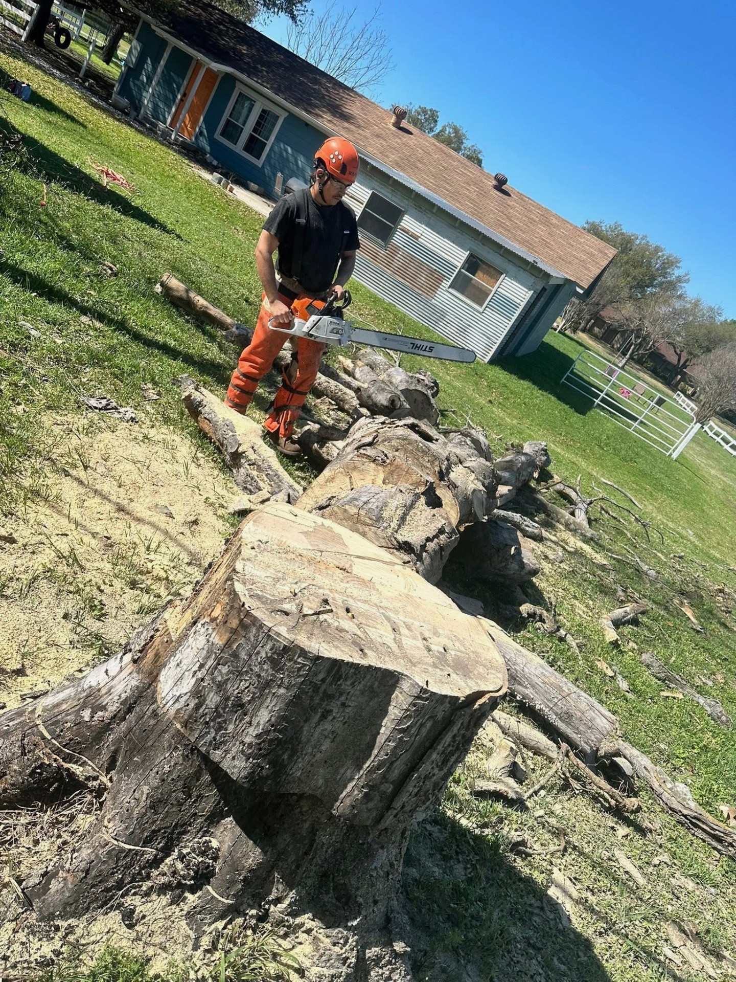 Tree Removal
