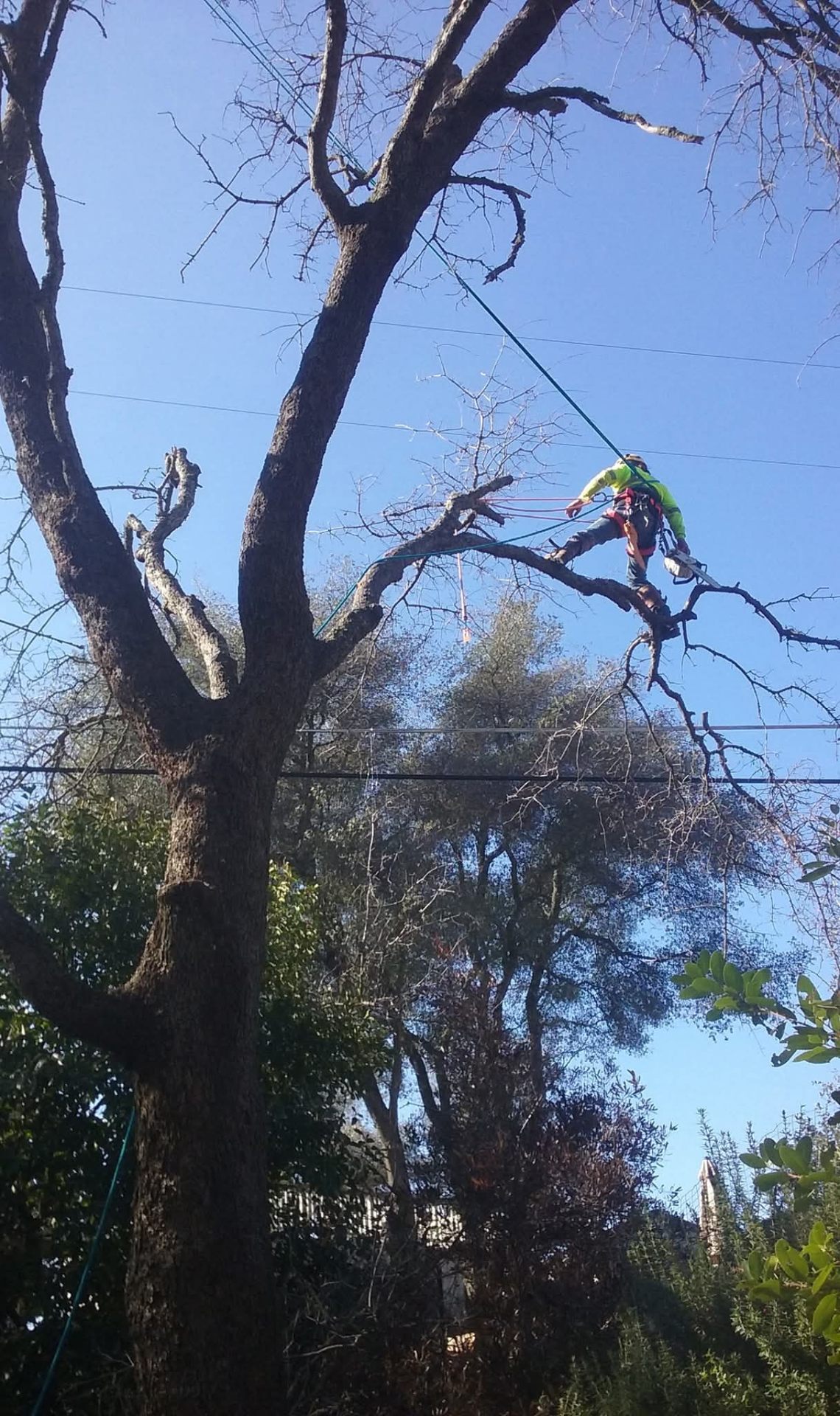 Arborist climbing a large Texas oak tree